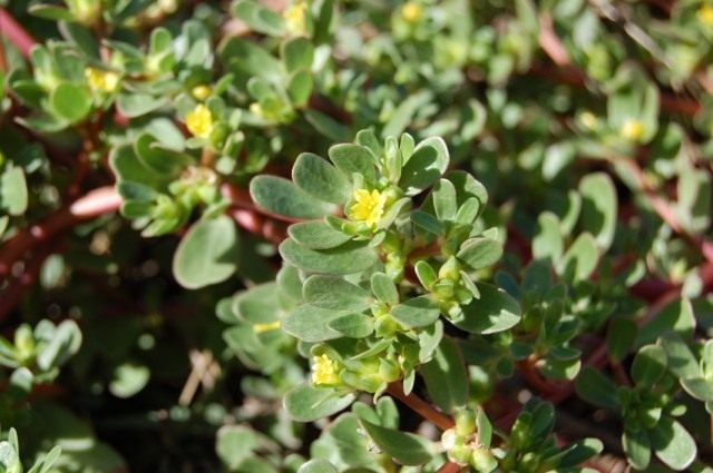 Портулак огородный (Portulaca oleracea)