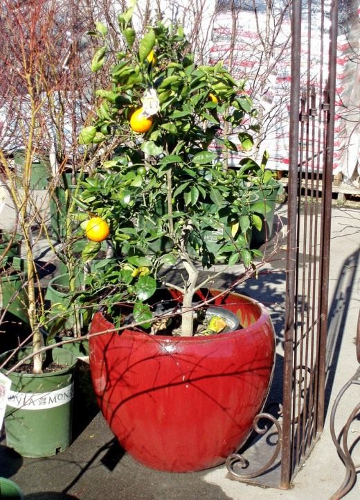 Цитрусовое дерево (Citrus tree)