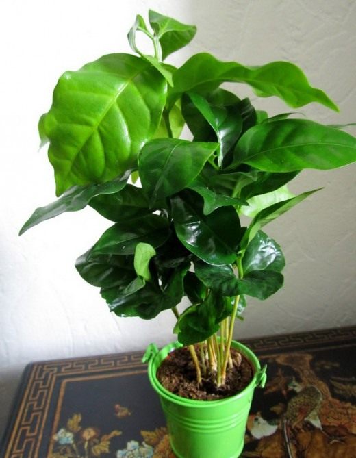 Кофе аравийский (Coffea arabica)