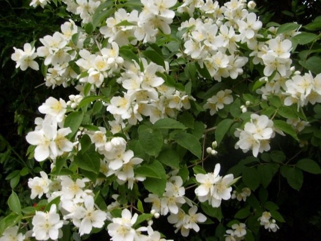 Чубушник, или Садовый жасмин (Philadelphus)