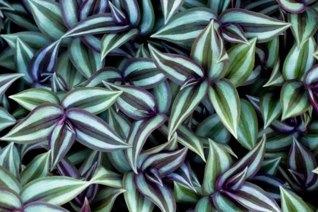 Традесканция висячая, или Зебрина висячая (Tradescantia zebrina, syn. Zebrina pendula)