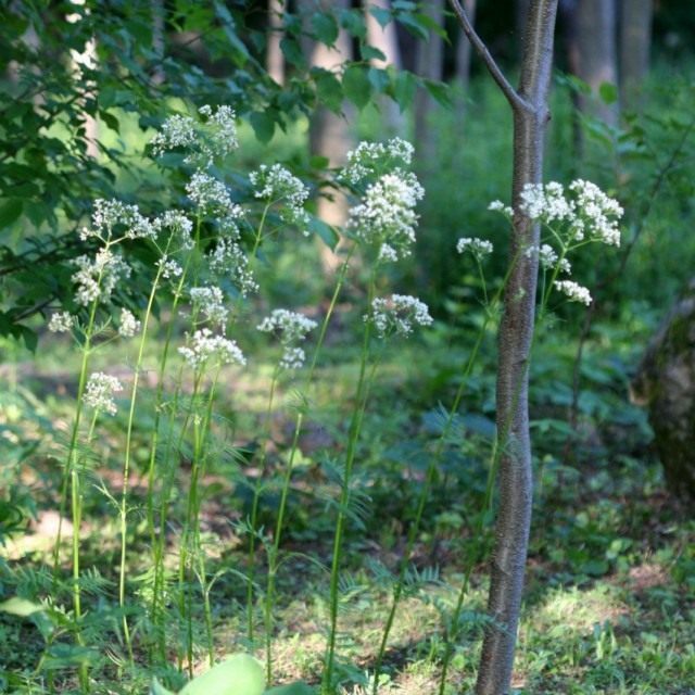 Валериана лекарственная (Valeriana officinalis)