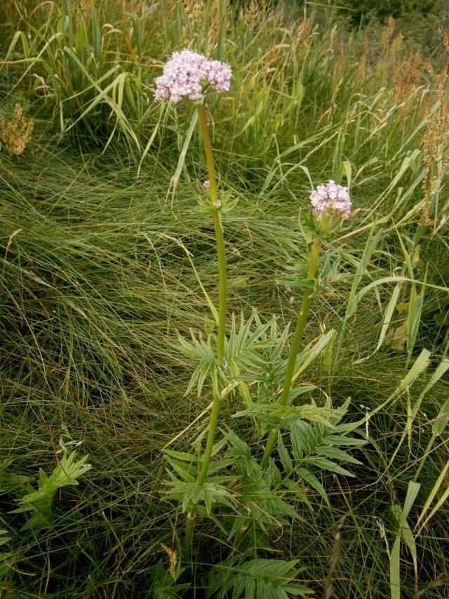 Валериана лекарственная (Valeriana officinalis)