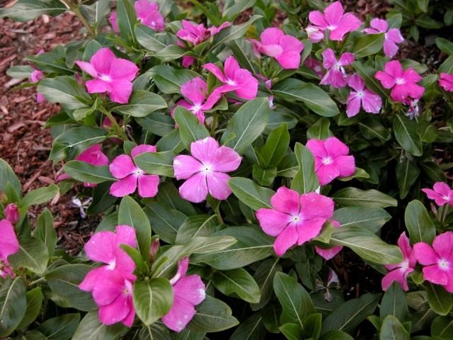 Катарантус розовый, или Барвинок розовый (Catharanthus roseus)