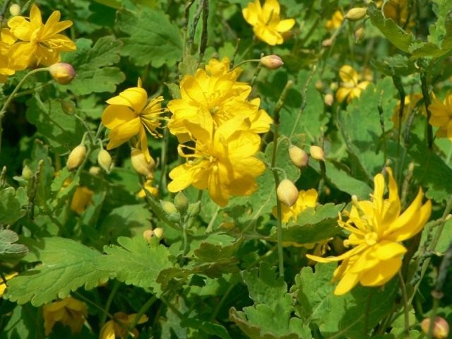 Чистотел большой (Chelidonium majus)