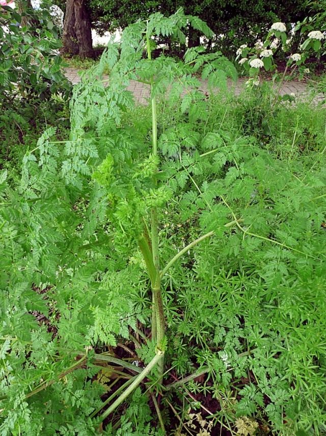 Болиголов пятнистый (Conium maculatum)