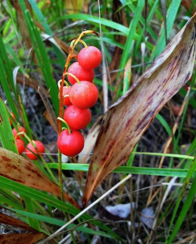 Ландыш (Convallaria)