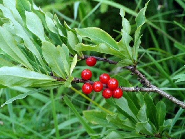 Волчеягодник обыкновенный (Daphne mezereum)