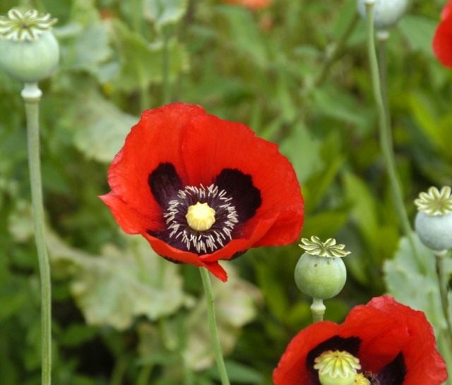 Мак опийный, или Мак снотворный (Papaver somniferum)