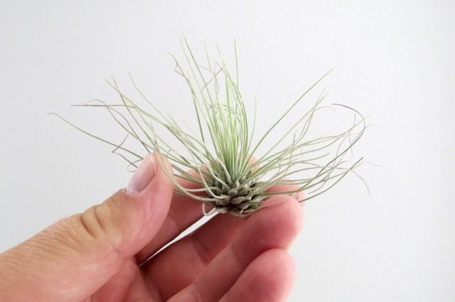 Тилландсия серебристая (Tillandsia argentea)