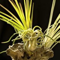 Тилландсия голова медузы (Tillandsia caput-medusae)