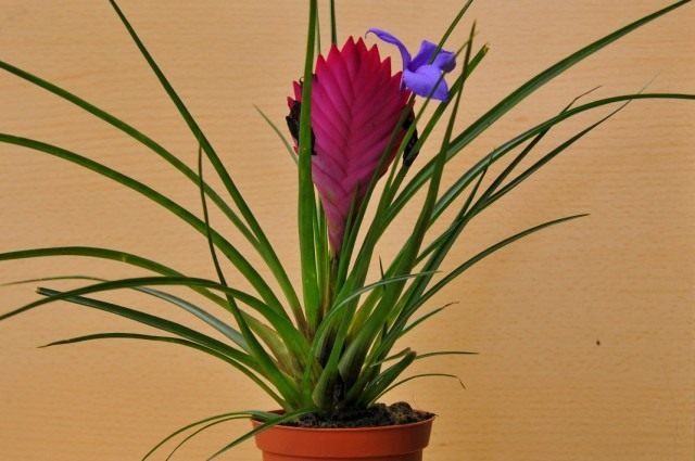 Тилландсия синяя (Tillandsia cyanea)