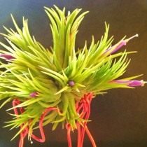 Тилландсия фиалкоцветковая (Tillandsia ionantha)