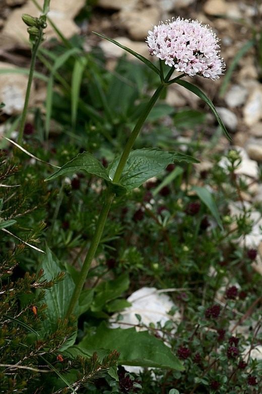 Валериана (Valeriana)