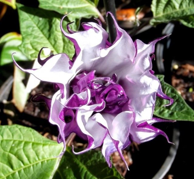 Дурман индийский (Datura metel)