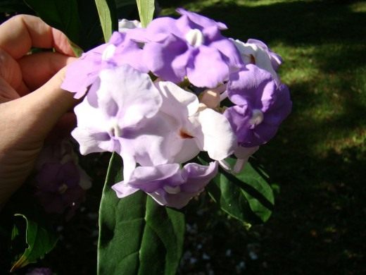 Брунфельсия крупноцветковая (лаБрунфельсия крупноцветковая (Brunfelsia grandiflora)т. Brunfelsia grandiflora)