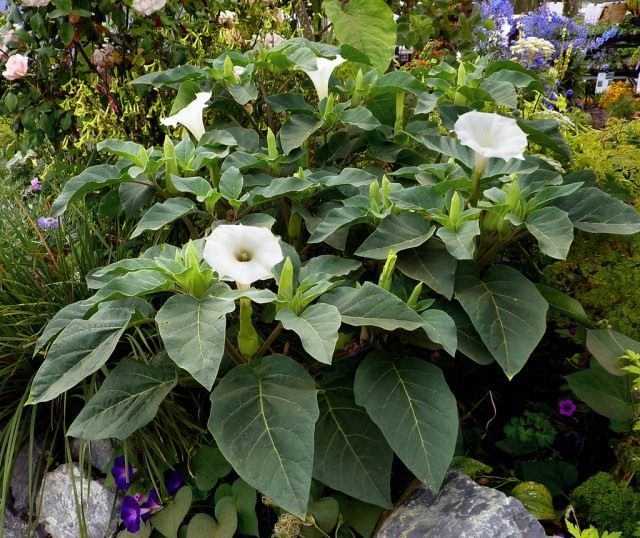 Дурман, или Датура (Datura)