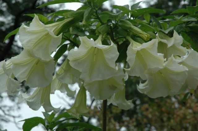 Дурман, или Датура (Datura)