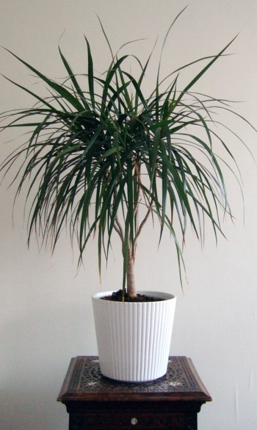 Драцена (Dracaena)