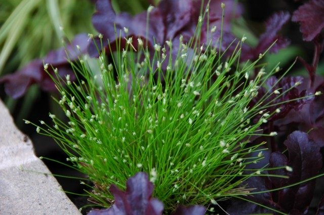 Изолепис поникающий (Isolepis cernua)