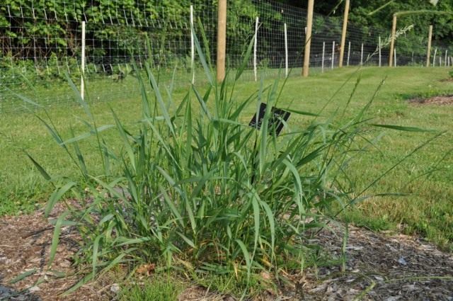 Пырей ползучий (Elytrigia repens)