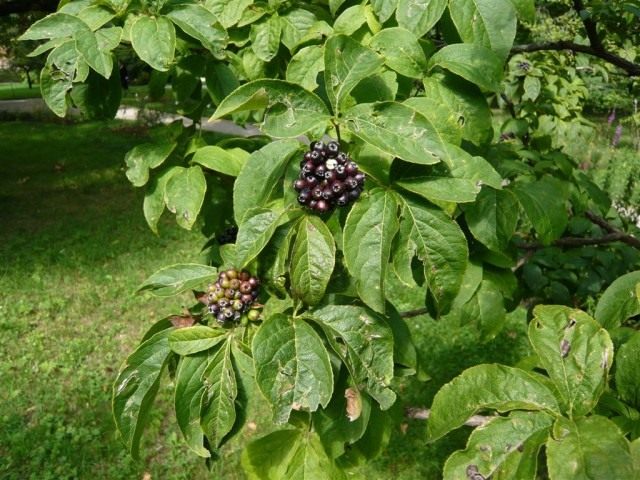 Элеутерококк сидячецветковый (Eleutherococcus sessiliflorus)