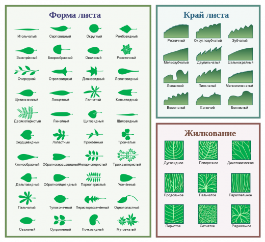 Морфология листа