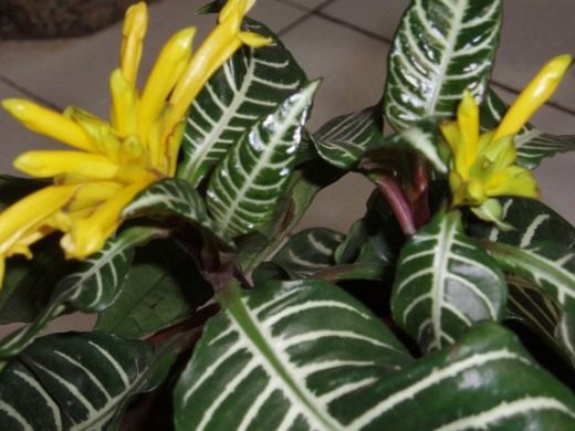 Афеландра оттопыренная (Aphelandra squarrosa)