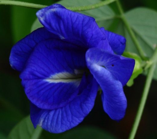 Клитория тройчатая (Clitoria ternatea) 