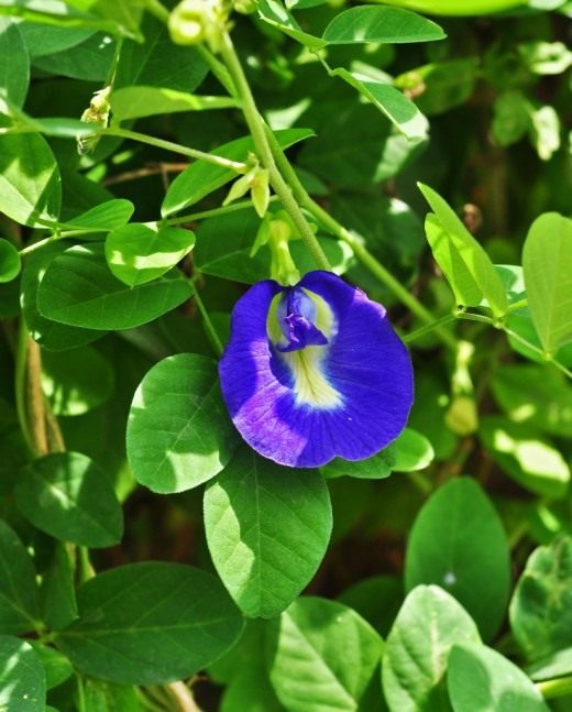 Клитория тройчатая (Clitoria ternatea)