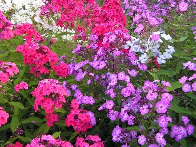 Флоксы метельчатые (Phlox paniculata)