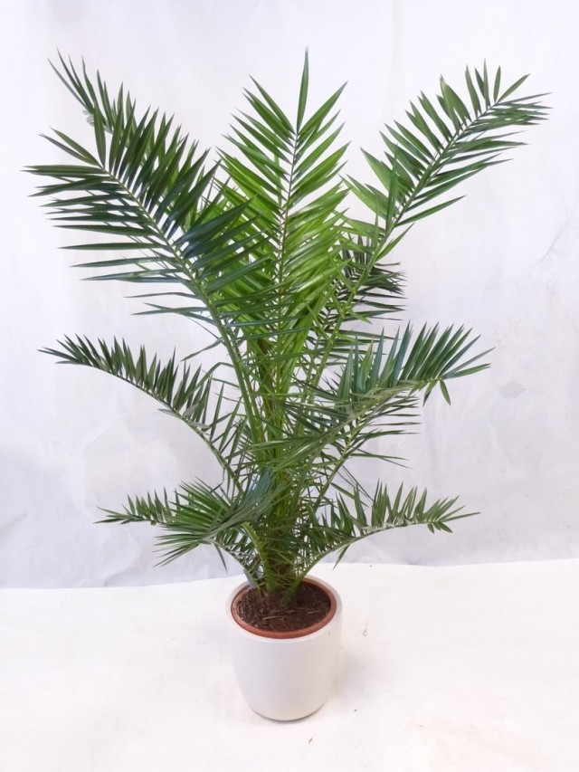 Финик Канарский (Phoenix canariensis)