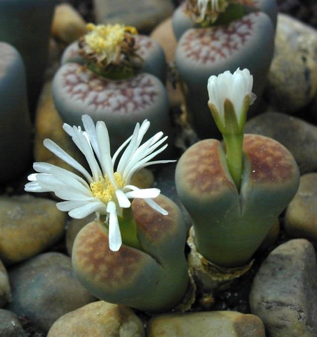 Литопс карасский (Lithops karasmontana)