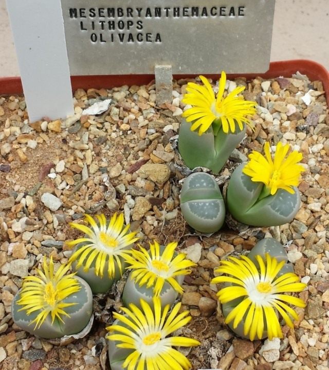 Литопс оливково-зелёный (Lithops olivacea)