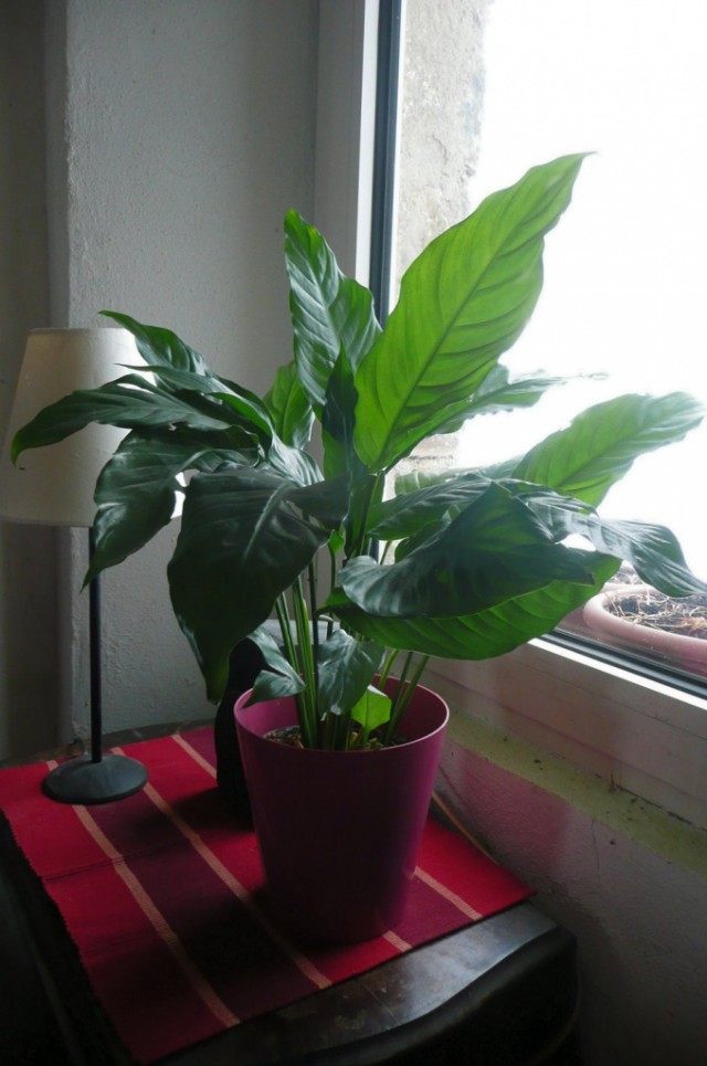 Спатифиллум, или Спатифиллюм (Spathiphyllum)