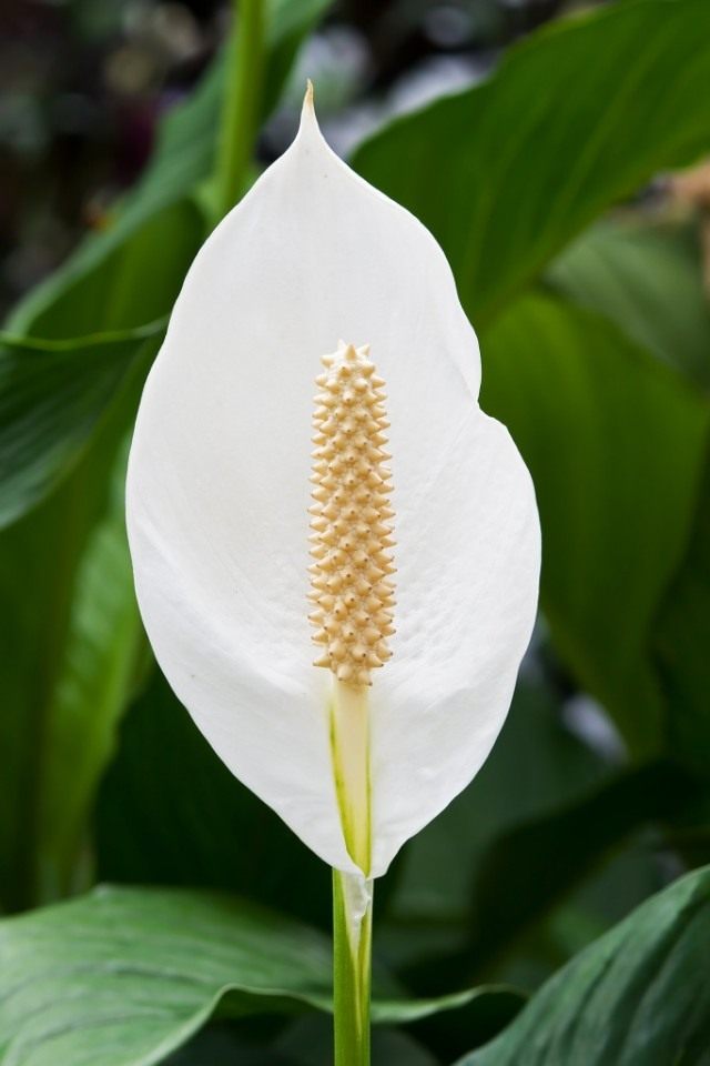 Спатифиллум, или Спатифиллюм (Spathiphyllum)