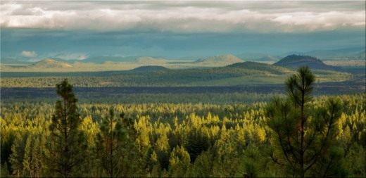 Вид с горы на хвойный лес