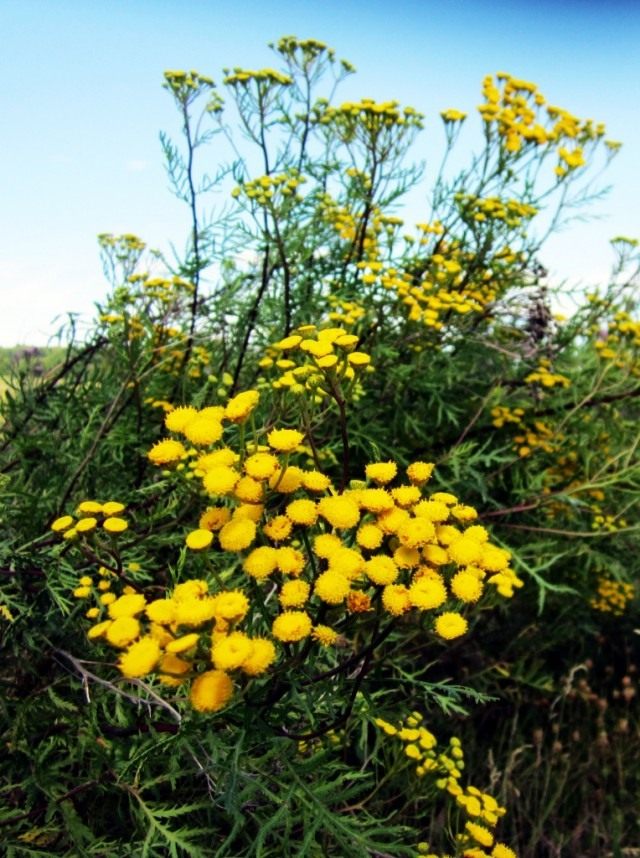 Пижма обыкновенная (Tanacetum vulgare)