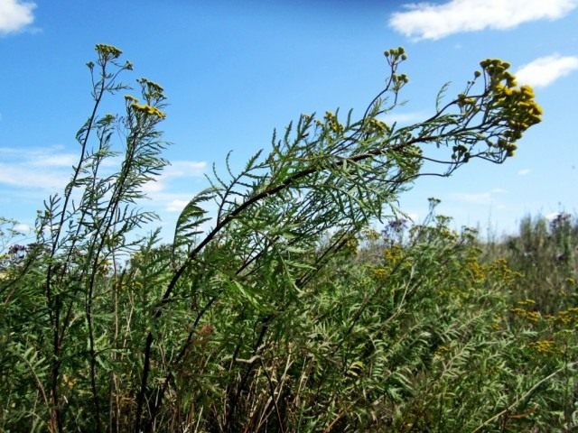 Пижма обыкновенная (Tanacetum vulgare)