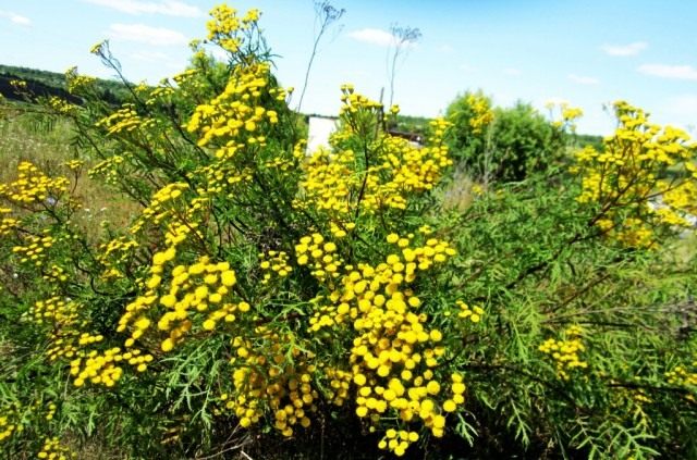 Пижма обыкновенная (Tanacetum vulgare)