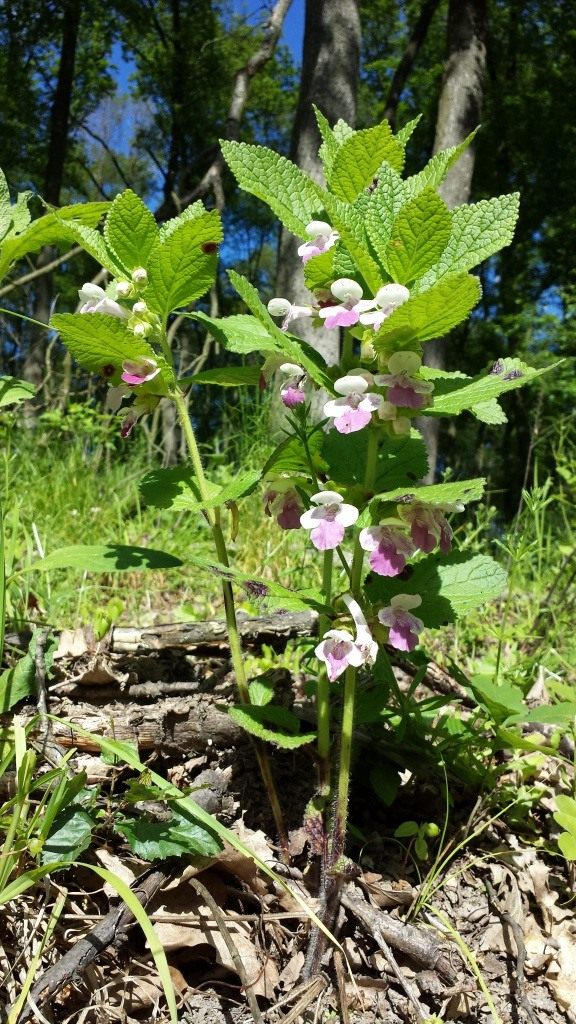 Кадило мелиссолистное (Melittis melissophyllum)