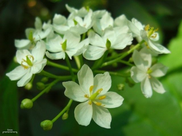 Двулистник щитковидный (Diphyllea cymosa)