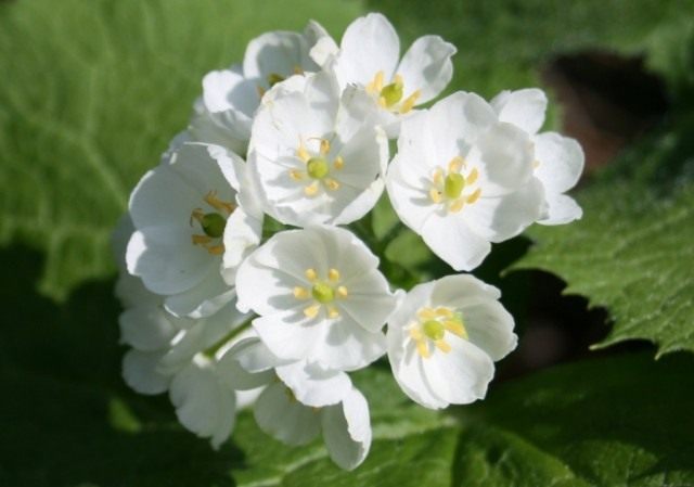 Двулистник Грея (Diphylleia grayi)