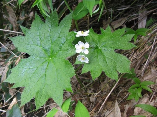 Двулистник Грея (Diphylleia grayi)