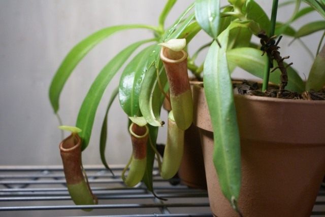 Непентес (Nepenthes ventricosa)