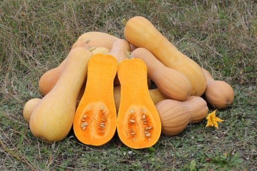 Тыква мускатная (ореховая). Cucurbita moschata, сорт "Баттернат"