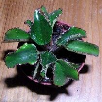 Peperomia macrothyrsa