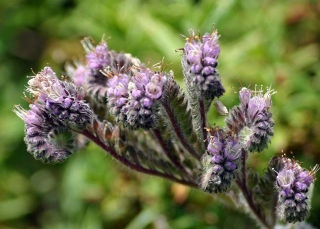 Фацелия Калифорнийская (Phacelia californica)