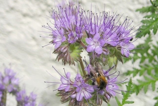 Фацелия пижмолистная (Phacelia tanacetifolia)