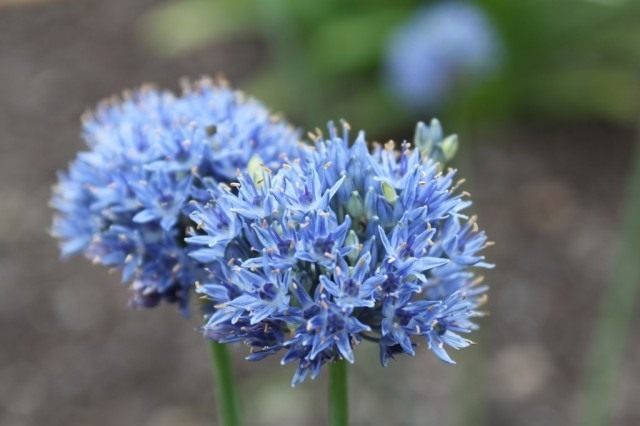 Лук голубой (Allium caeruleum)